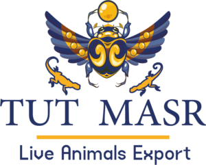 TUT MASR Logo , TUT MASR CO LOGO , TUTMASRCO LOGO Live ANimals Exporter , live Reptiles exporter Best live reptiles exporter egyptian reptiles