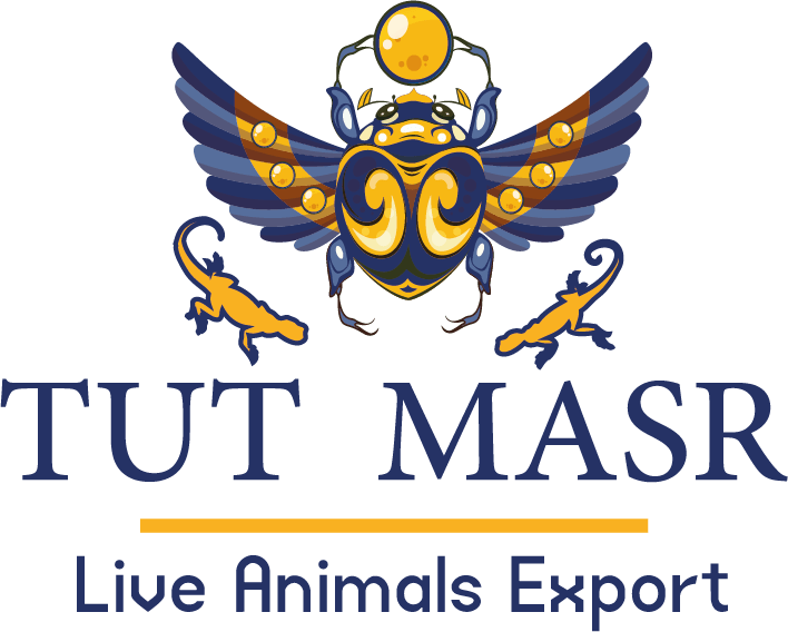 TUT MASR CO LOGO , Live ANimals Exporter , live Reptiles exporter Best live reptiles exporter egyptian reptiles