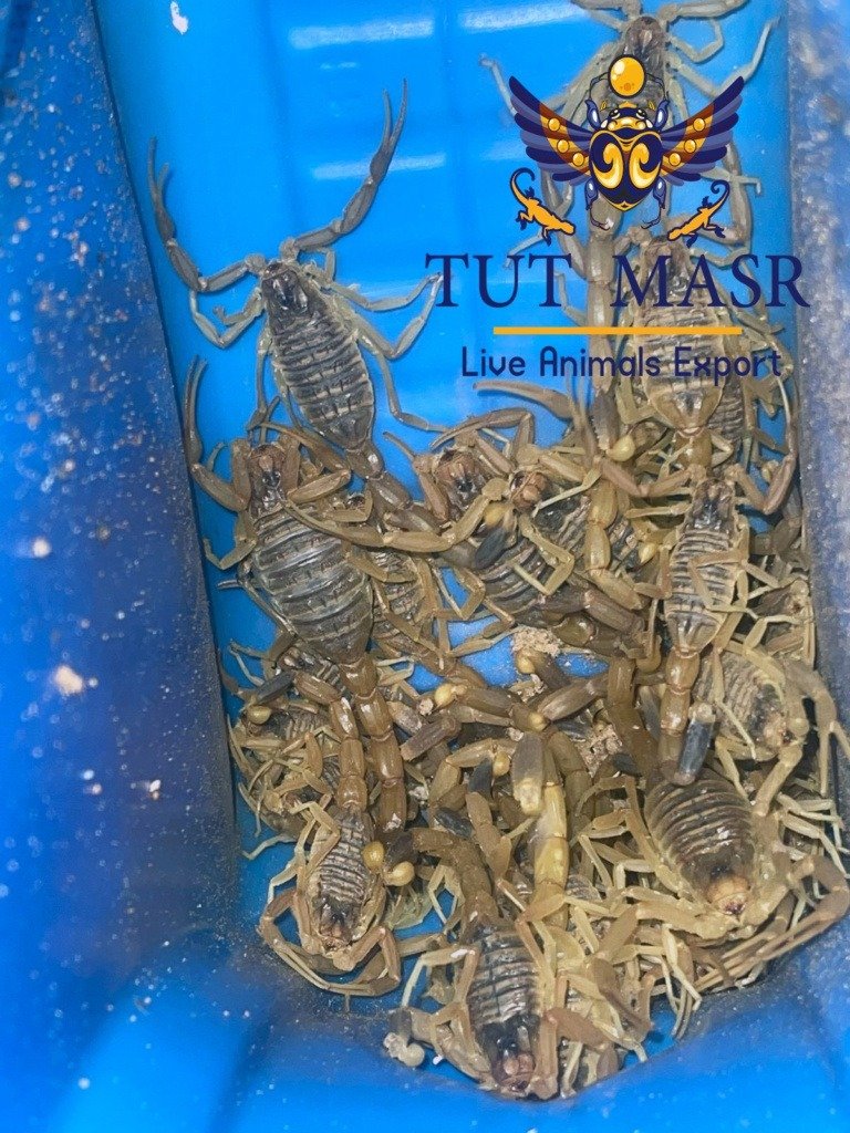 Leiurus quinquestriatus - ready to be exported by Tut masr Live animals exporter