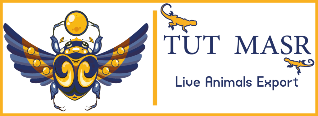wide tut masr logo transpaernt - reptiles for pets -