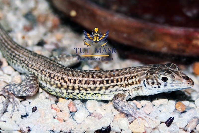 Acanthodactylus pardalis exported by tut masr - live reptiles exporter