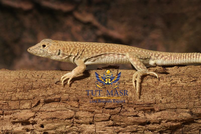Acanthodactylus scutellatus lizard exported by tut masr - live lizard exporter