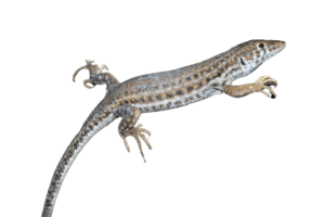 lizard - lizards - buy a lizard. - buy lizards - lizard as a pet