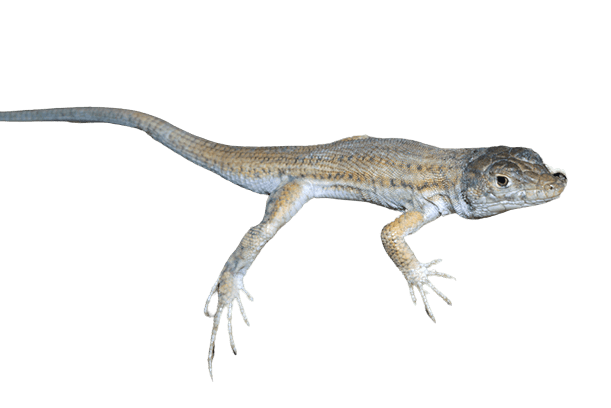 Acanthodactylus boskianus , Exporting reptiles from Egypt by tut masr , reptile export