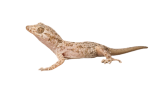 Cyrtopodion scabrum , gecko , reptile for sale , Exporting to worldwide by tut masr 