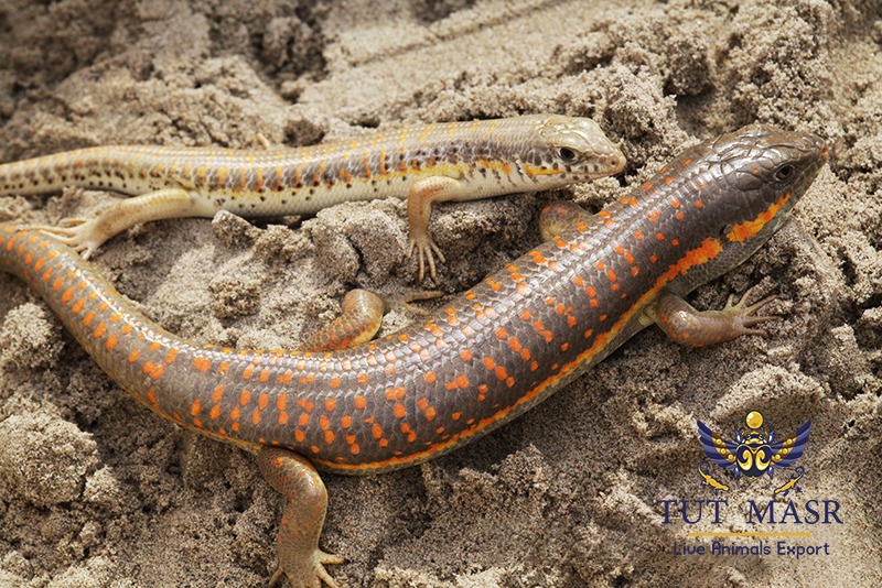 Eumeces schneiderii exported by tut masr - live reptiles exporter