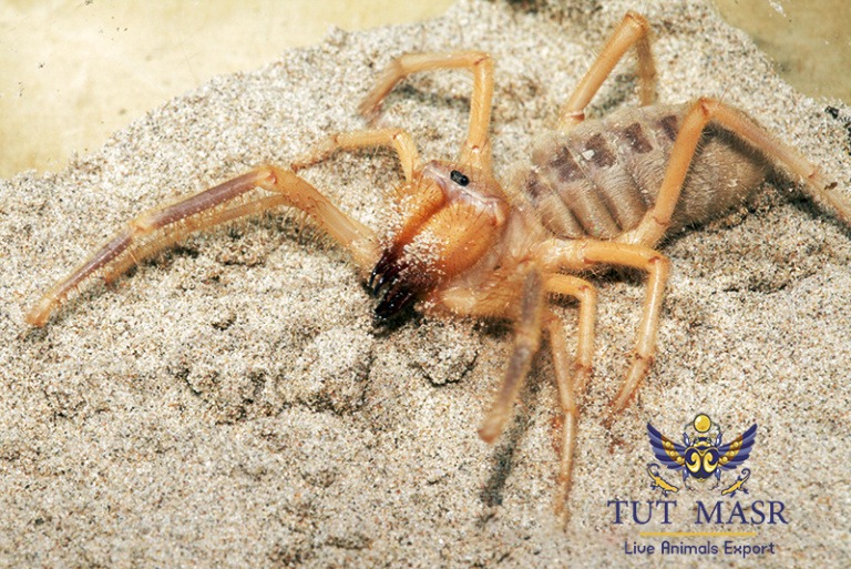 Galeodes spp exported by tut masr - live reptiles exporter