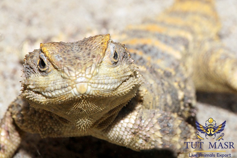 Laudakia Stellio Brachydactyla exported by tut masr - live reptiles exporter