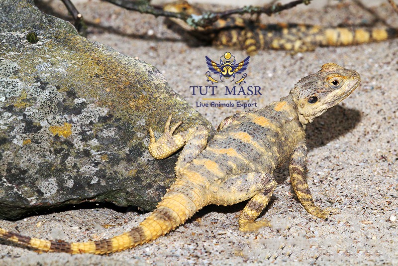 Laudakia Stellio Brachydactyla agamas exported by tut masr - live reptiles exporter