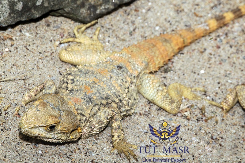 Laudakia Stellio Brachydactyla exported by tut masr - live reptiles exporter