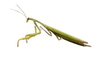 insects exporter tut masr co mantis