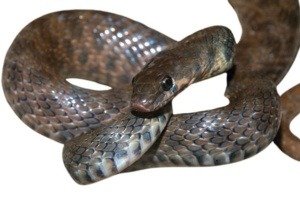 platyceps florulentus - egyptian snake - reptiles - reptile - exporter - exporting - exporting reptiles - reptiles exporter - reptiles 