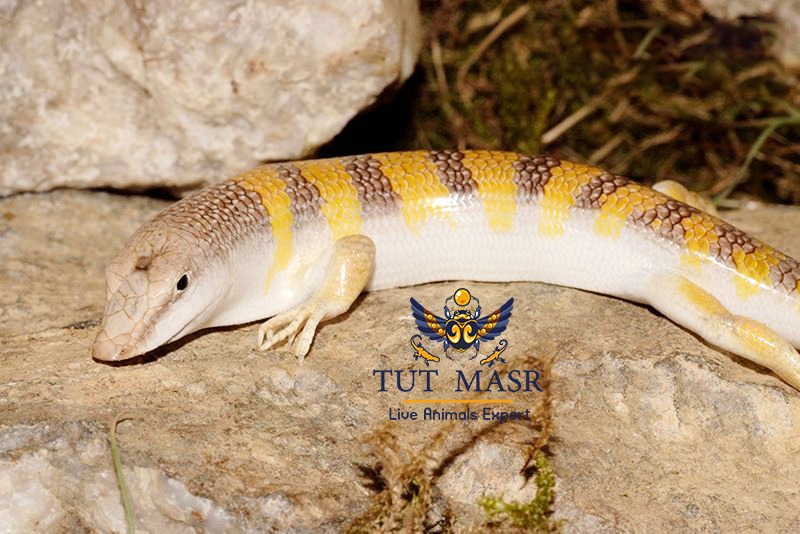Scincus scincus exported by tut masr - live reptiles exporter Egyptian Exporter