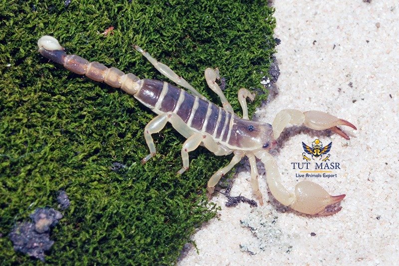 Scorpio maurus exported by tut masr - live Scorpions exporter