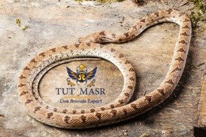 Spalerosophis diadema exported by tut masr - live reptiles exporter