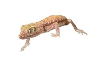 Stenodactylus Petrii , geckos exporter tut masr - geckos exporter - gecko - gecko exporter - exporting - exporting geckos - egyptian geckos - reptiles