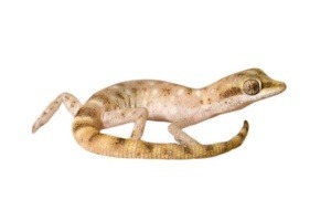 Tropiocolotes steudneri - geckos - geckos exporter - gecko exporter - exporting geckos - egyptian gecko - leopard gecko - exporting reptiles - reptiles exporter