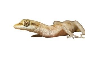 reptile - reptile export - reptile for sale - Tropiocolotes Steudneri from Egypt