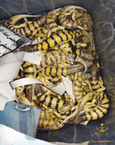 Scincus scincus After being Collected from Hunters , Tut Masr Exp Reptiles