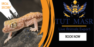 tut masr - reptiles exporter web banner - reptile for sale