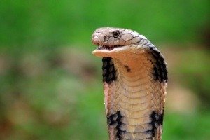 naja haje - King Cobra - Egyptian Cobra