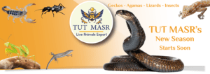 reptiles exporter Tut Masr's web banner