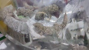 african fat tailed gecko - lizards for pets - gecko exporter - geckos exporter - geckos for sale - egyptian geckos - egyptian geckos exporter - 