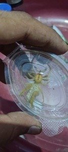 galeodes - spider - Egyptian insects 