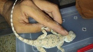 egyptian agama exported by tut masr