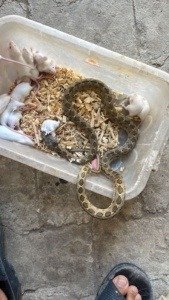 snake for sale , Exporting snakes from Egypt by Tut Masr Co