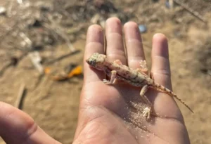 Stenodactylus petrii exported from egypt . geckos for sale - egyptian geckos - exporting geckos - reptile pets,