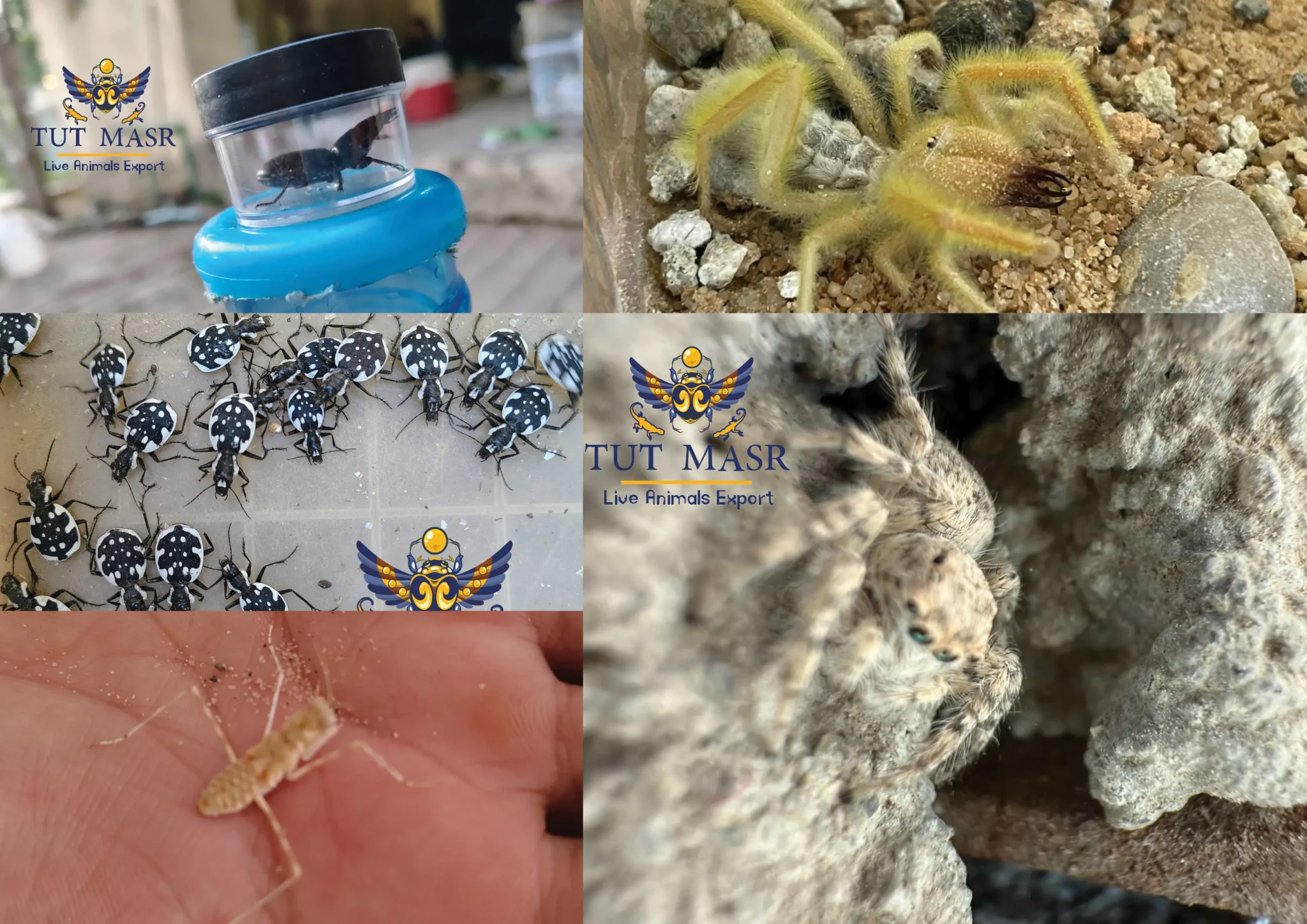 Egyptian insects - insects of Egypt - insects - invertbrates - Spiders - Beetles - Jumping spider - desert mantis - mantis - tut masr - exporting insects - insects exporter - حشرات مصرية - تصدير حشرات - شركة تصدير - مصدر حشرات - شركة تصدير حشرات مصرية - شركة توت مصر للتصدير