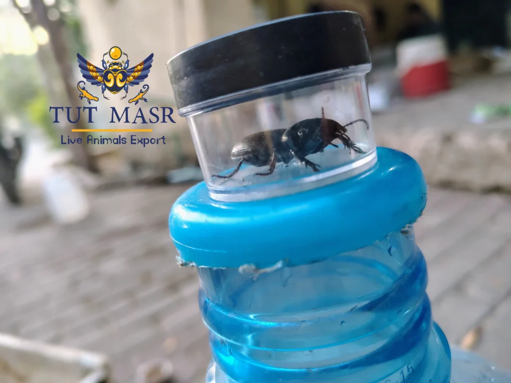 Egyptian insects - insects - insects exporter - tut masr co - tut masr - Egyptian reptiles - beetles - egyptian beetles - horned beetle -