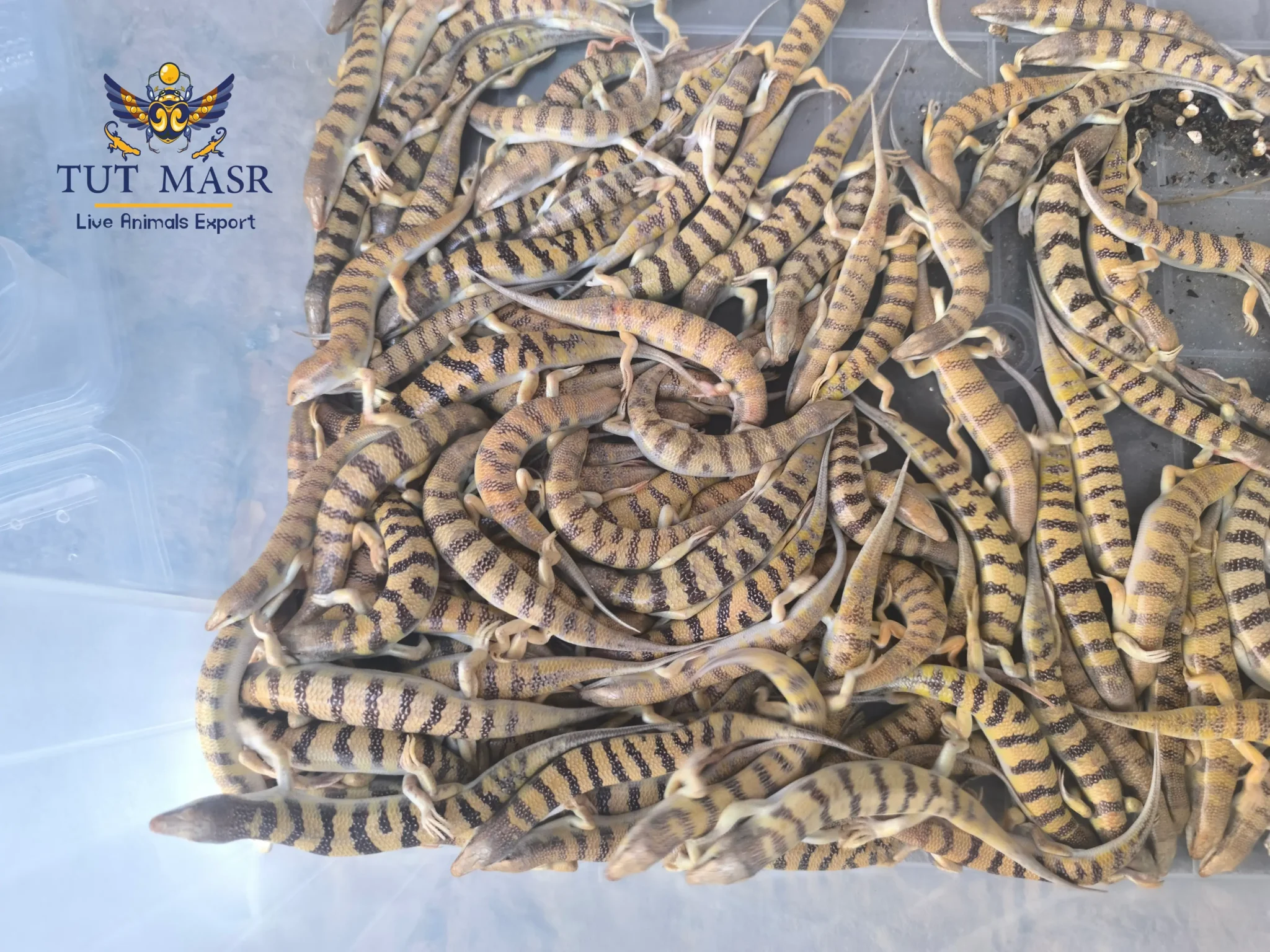 scincus scincus - sand fish - egyptian sand fish - egyptian lizards - exporting egyptian lizards