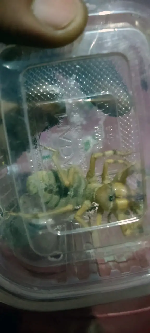 Solifugae -Galeodes arabs- Camel Spider - Tut Masr - Spiders exporter - exporting egyptian spiders - insects exporter - Egyptian spiders - invertebrates of Egypt - Tut Masr - invertebrates - Egyptian invertebrates - exporting spiders - Egyptian invertebrates exporter - exporting Egyptian invertebrates - Exp & Imp invertebrates