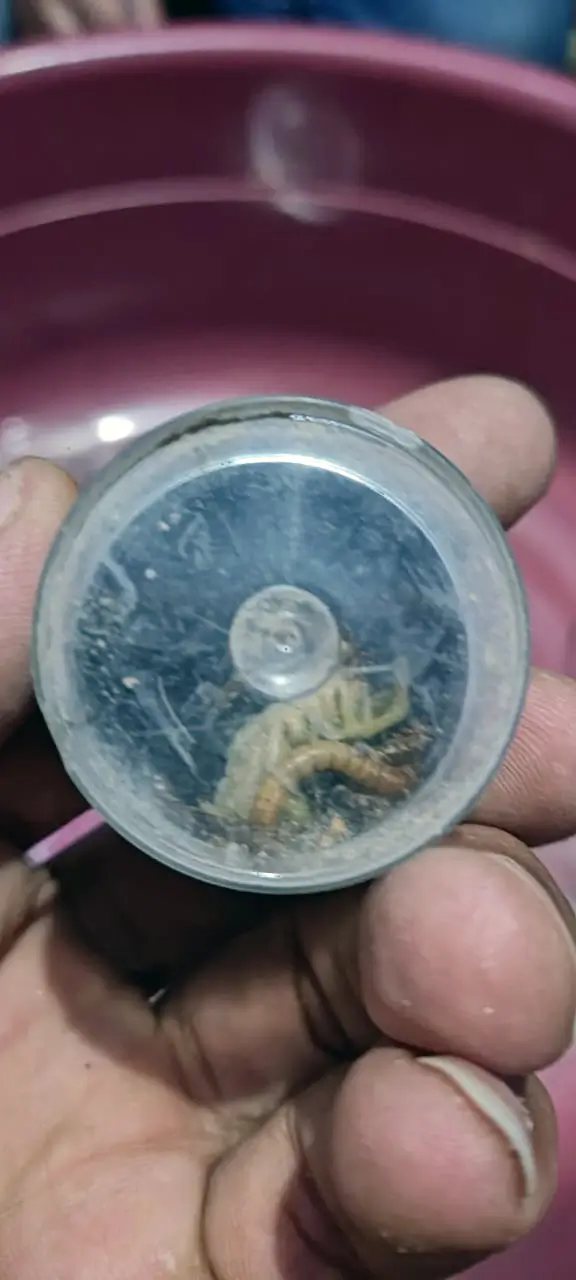 Solifugae -Galeodes arabs- Camel Spider - Tut Masr - Spiders exporter - exporting egyptian spiders - insects exporter - Egyptian spiders - invertebrates of Egypt - Tut Masr - invertebrates - Egyptian invertebrates - exporting spiders - Egyptian invertebrates exporter - exporting Egyptian invertebrates - Exp & Imp invertebrates
