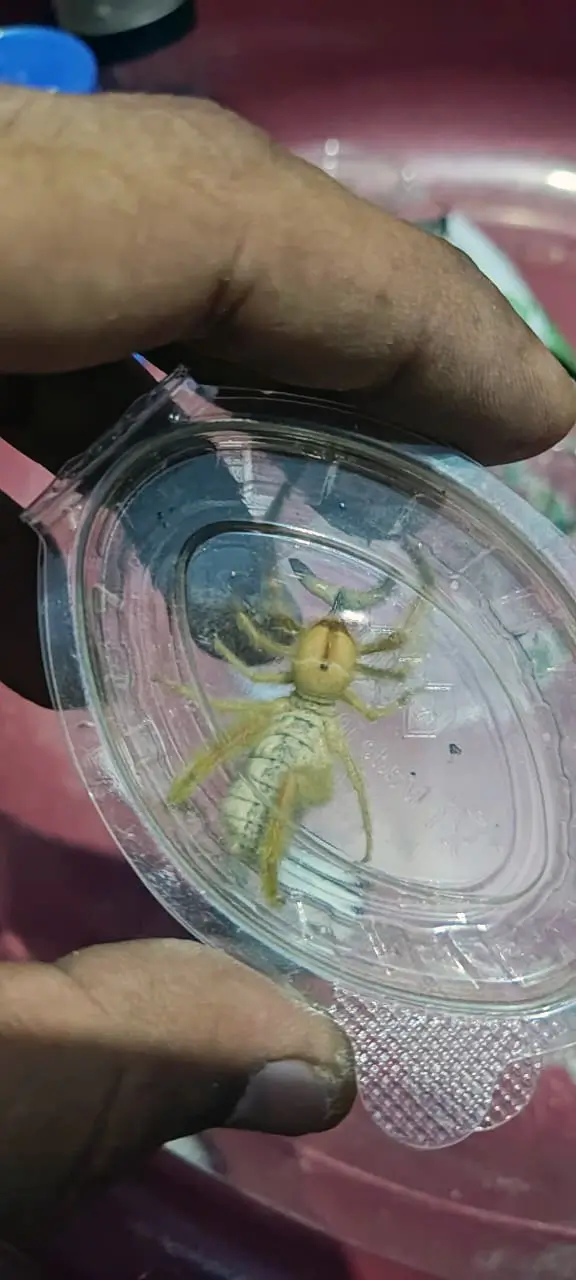 Solifugae -Galeodes arabs- Camel Spider - Tut Masr - Spiders exporter - exporting egyptian spiders - insects exporter - Egyptian spiders - invertebrates of Egypt - Tut Masr - invertebrates - Egyptian invertebrates - exporting spiders - Egyptian invertebrates exporter - exporting Egyptian invertebrates - Exp & Imp invertebrates