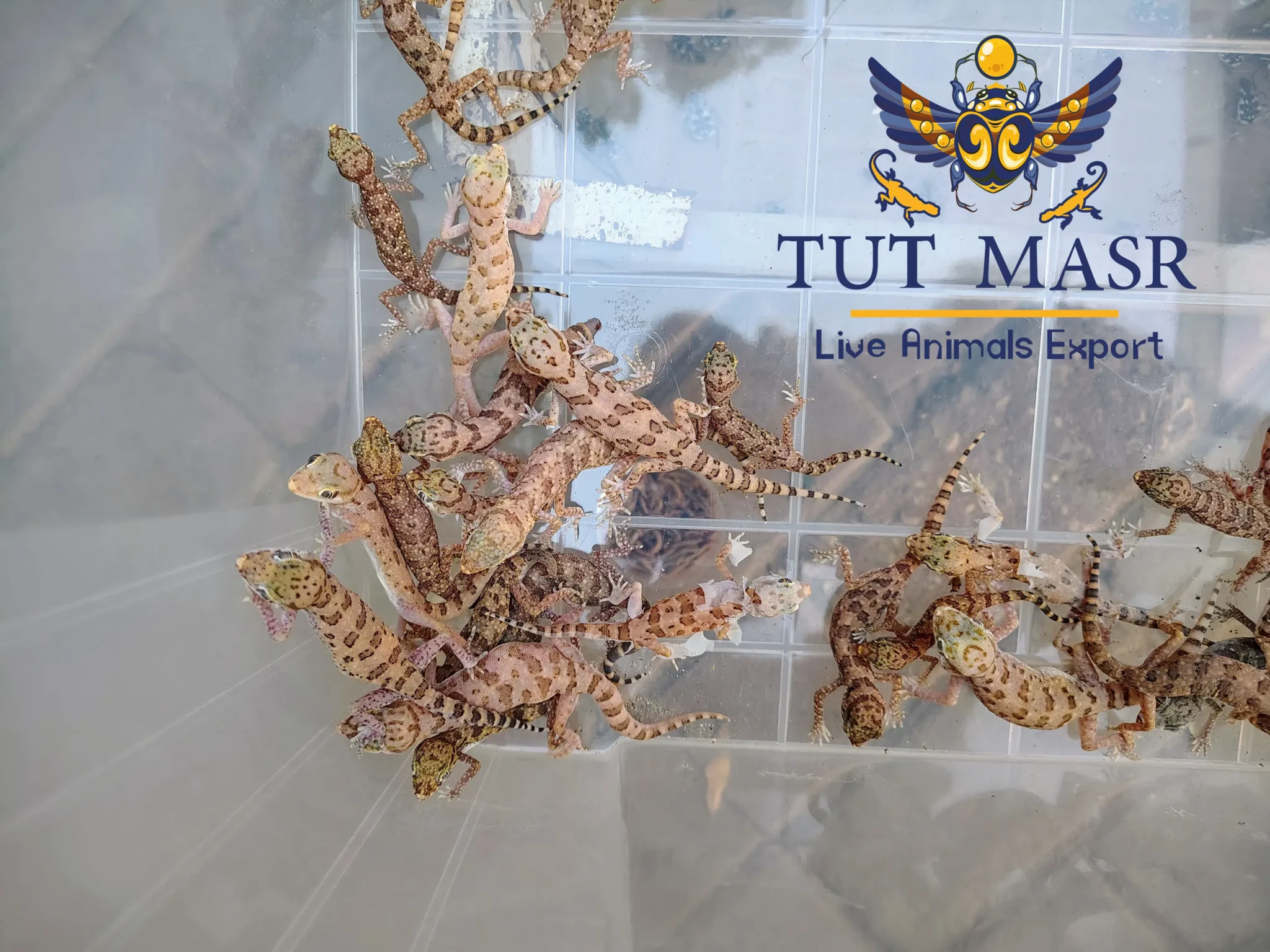 Stenodactylus sthenodactylus - Egyptian Geckos Exporter - tut masr - Egytian geckos - geckos - gecko - elegant gecko - geckos of egypt - tut masr co