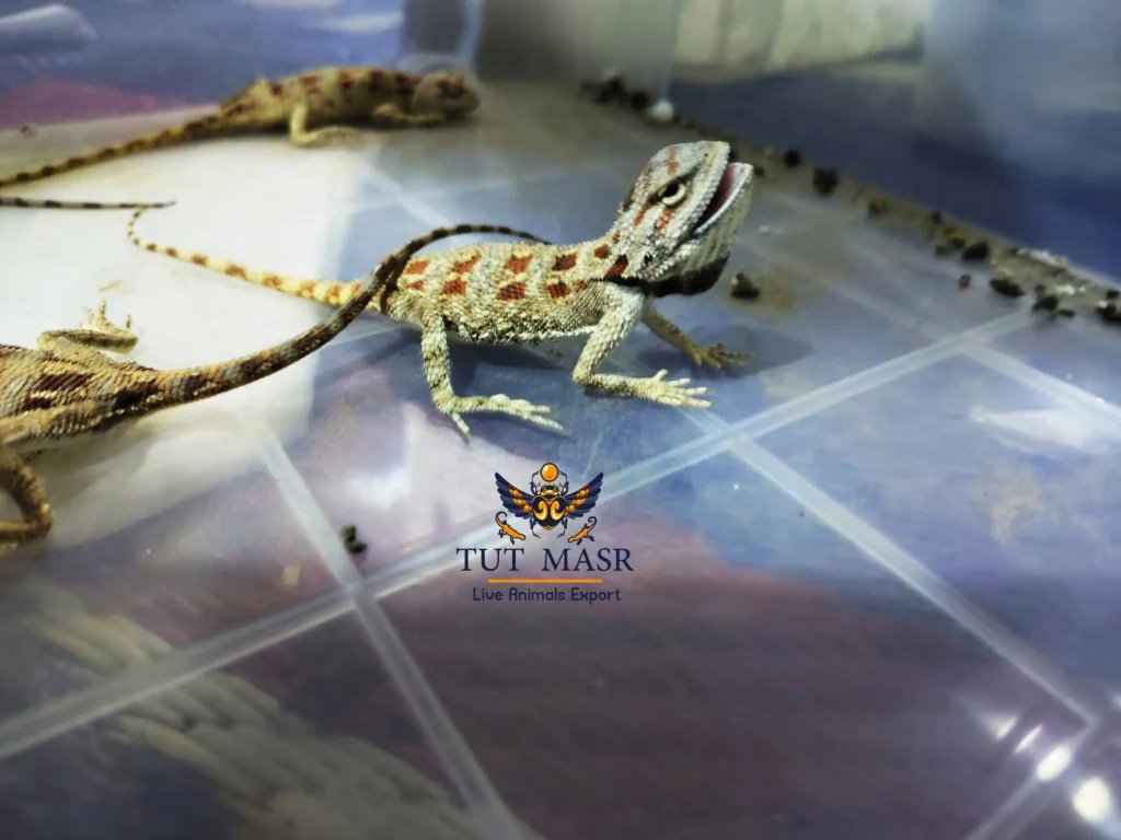 Trapelus mutabilis - Egyptian Agama - Exporting from Egypt