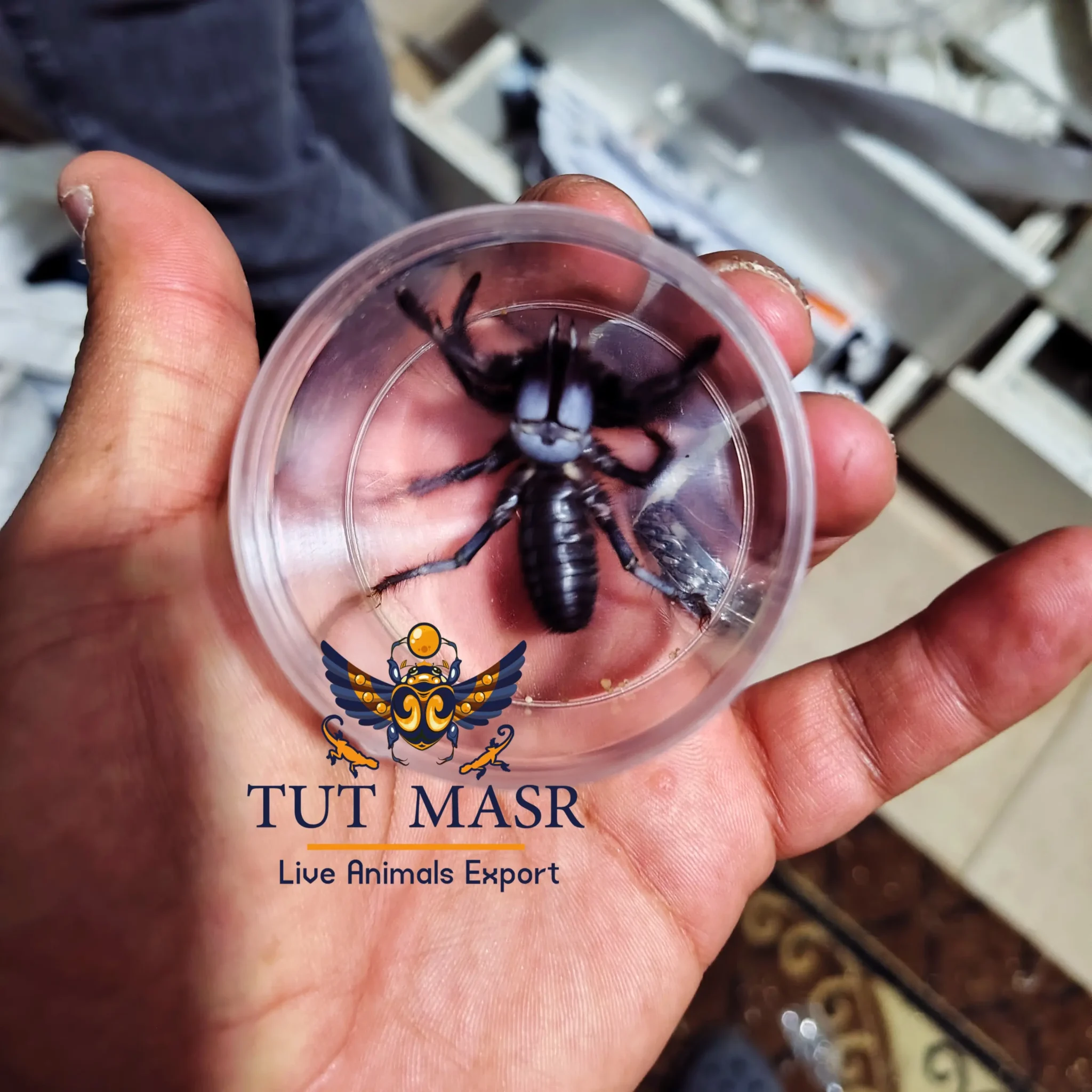 Exporting Black Camel Spider - Black Camel Spider - Solifugae - Egyptian Spiders - Spiders of Egypt - Spiders Exporter - Inverts - Invertebrates - invertebrates exporter - Egyptian arachnid - arachnid - Tut Masr - Live reptiles exporter - Live insects exporter - exporter