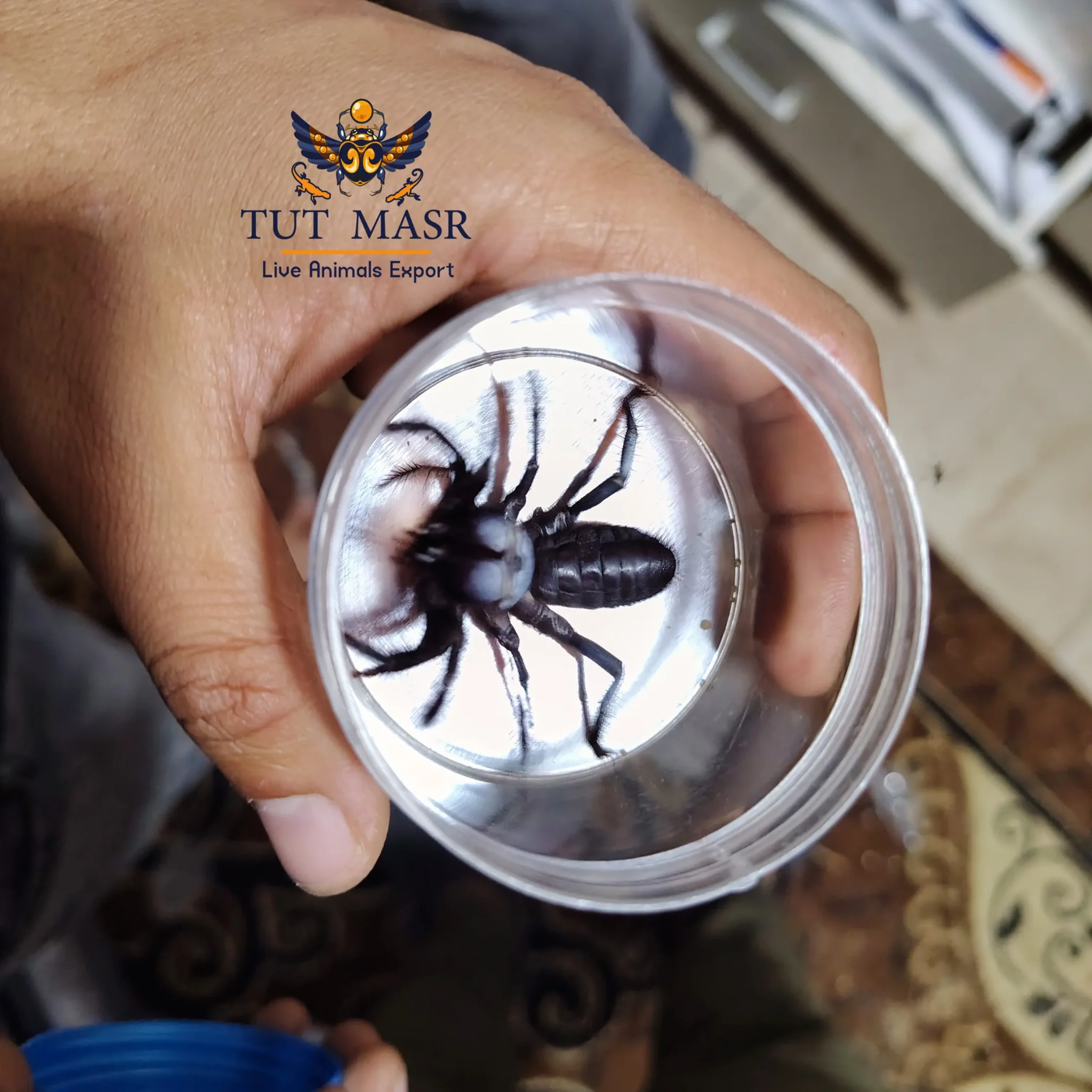 Exporting Black Camel Spider - Black Camel Spider - Solifugae - Egyptian Spiders - Spiders of Egypt - Spiders Exporter - Inverts - Invertebrates - invertebrates exporter - Egyptian arachnid - arachnid - Tut Masr - Live reptiles exporter - Live insects exporter - exporter