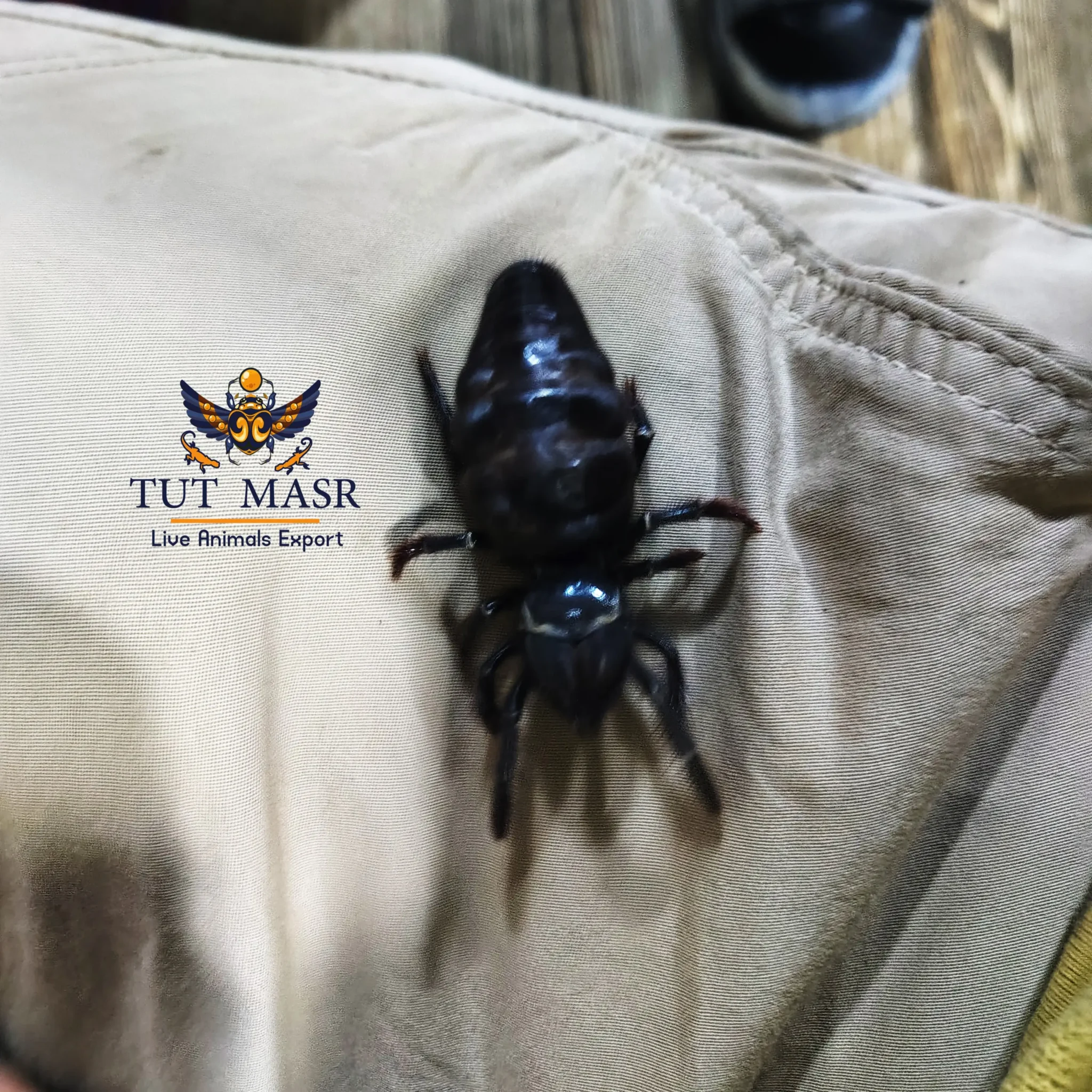 Egyptian black spider - Big Egyptian Spider - Spiders Exporter - عناكب مصرية - العناكب المصرية - عنكبوت الجمل الاسود - عنكبوت الشمس - عناكب جميل - عناكب جميلة