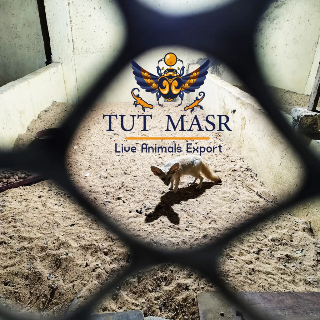 Fennec Fox - Vulpes Zerda - Fennec Fox Exporter - ثعلب الفنك - تصدير ثعلب الفنك - Mammals Exporter - CITES Mammals Exporter - Exporting Mammals From Egypt - tut masr - ثعلب الفنك - فنك - تصدير ثدييات مصرية - تصدير حيوانات سايتس - تصدير حيوانات سايتس من مصر - مصدر حيوانات مصرية - مصدر حيوانات - توت مصر - شركة توت مصر للتصدير - ثعلب فنك للتصدير -