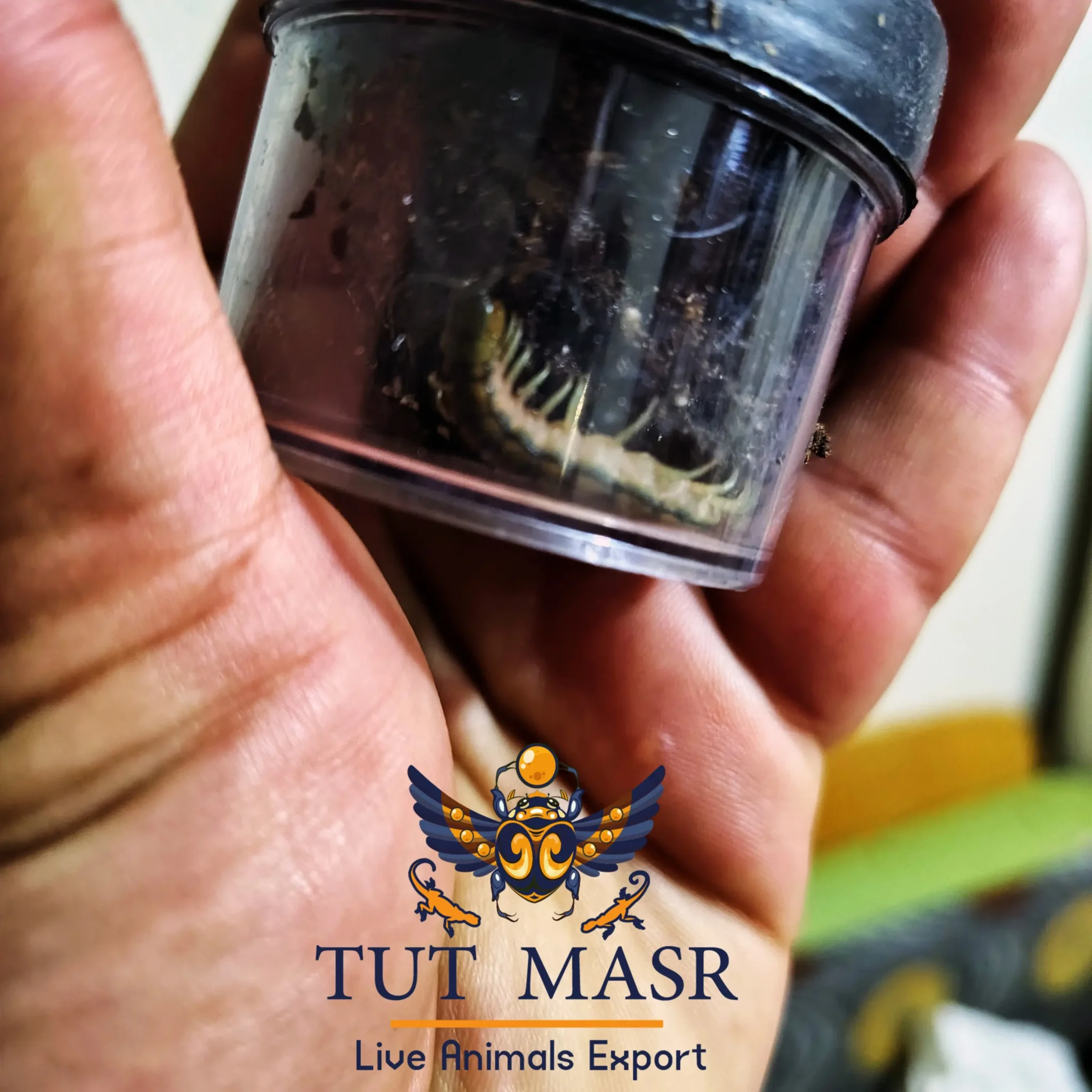 Scolopendra cingulata - Exporting Scolopendra cingulata - tut masr - Egyptian Insects - insects - exporter - insects exporter - Egyptian Insects Exporter - Exporting insects from Egypt - Scolopendra cingulata Exporter - Scolopendra cingulata's price -
