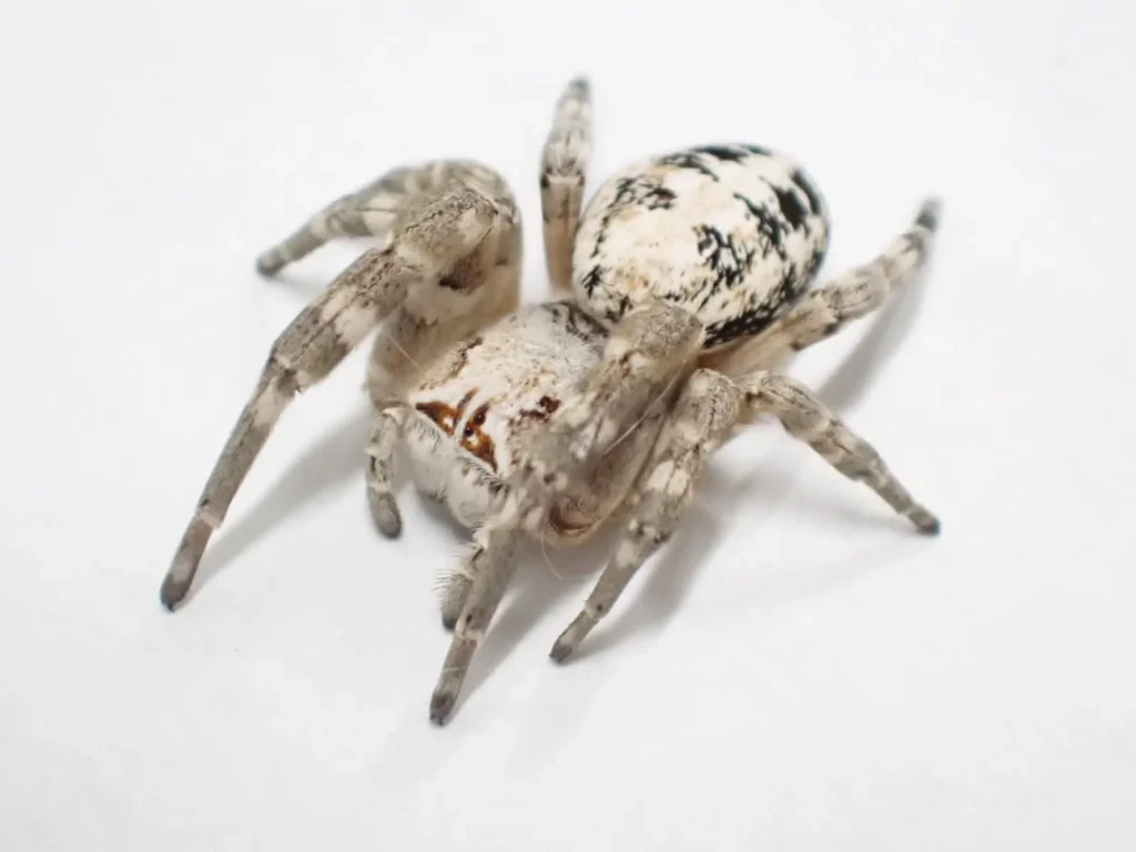 Stegodyphus sp - Stegodyphus sp Exporting from Egypt by TuT Masr - Spiders - Egyptian Spiders - Spiders of Egypt - العناكب المصرية - تصدير عناكب مصرية - مصدر عناكب - مصدر عناكب مصرية - Spiders Export - Egyptian Spiders Exporter - Inverts -