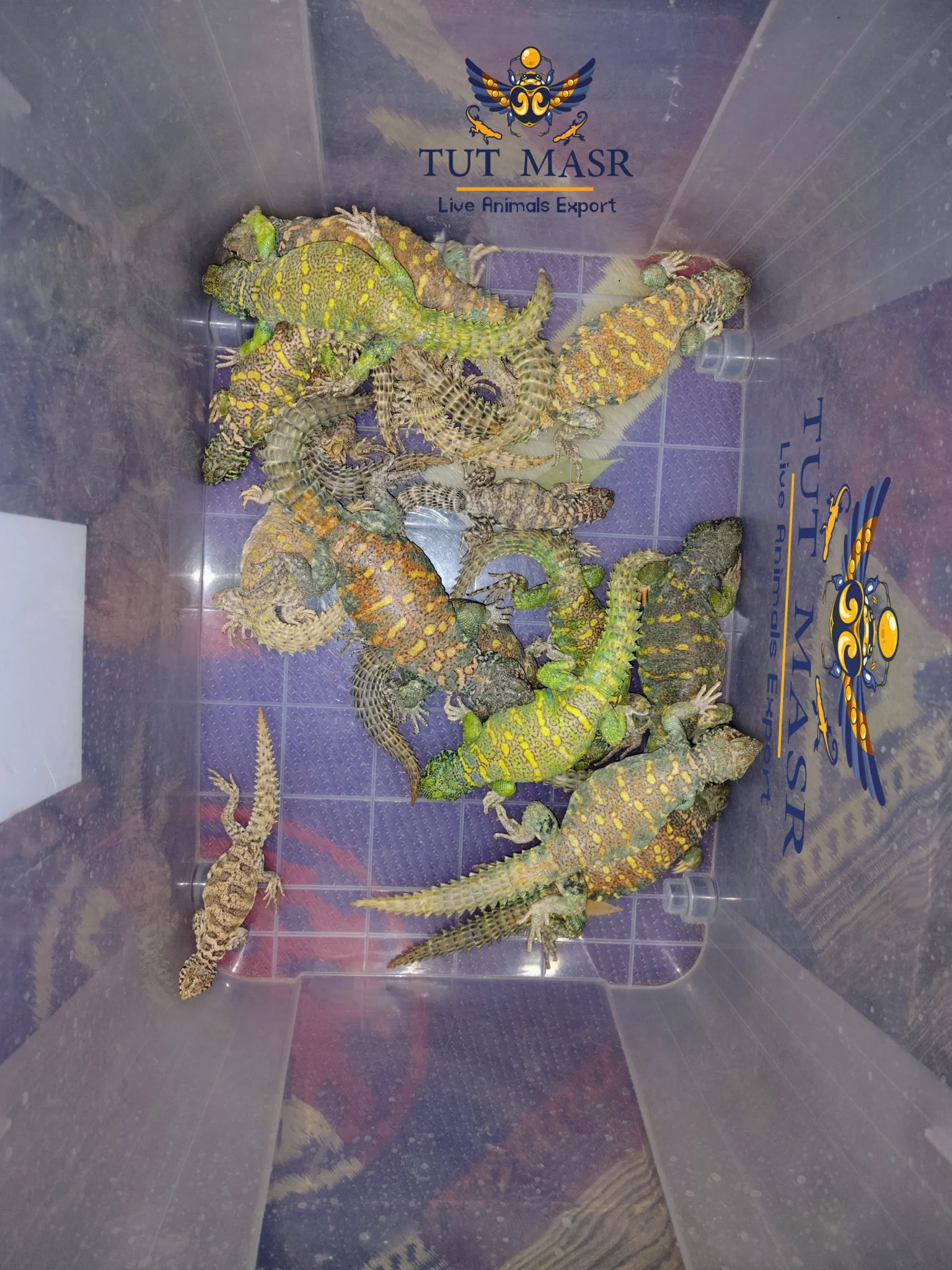 The Uromastyx Ornata, also known as the Ornate Spiny-Tailed Lizard - Uromastyx Ornata - Uromastyx Ornata Exporter - ضب سينا الملون - ضبوب للتصدير - ضب مصري ملون - ضب ملون - ضب للتصدير - تصدير زواحف - تصدير زواحف سايتس - CITES - CITES Exports - Exporting CITES - Uromastyx Ornata Exporter -