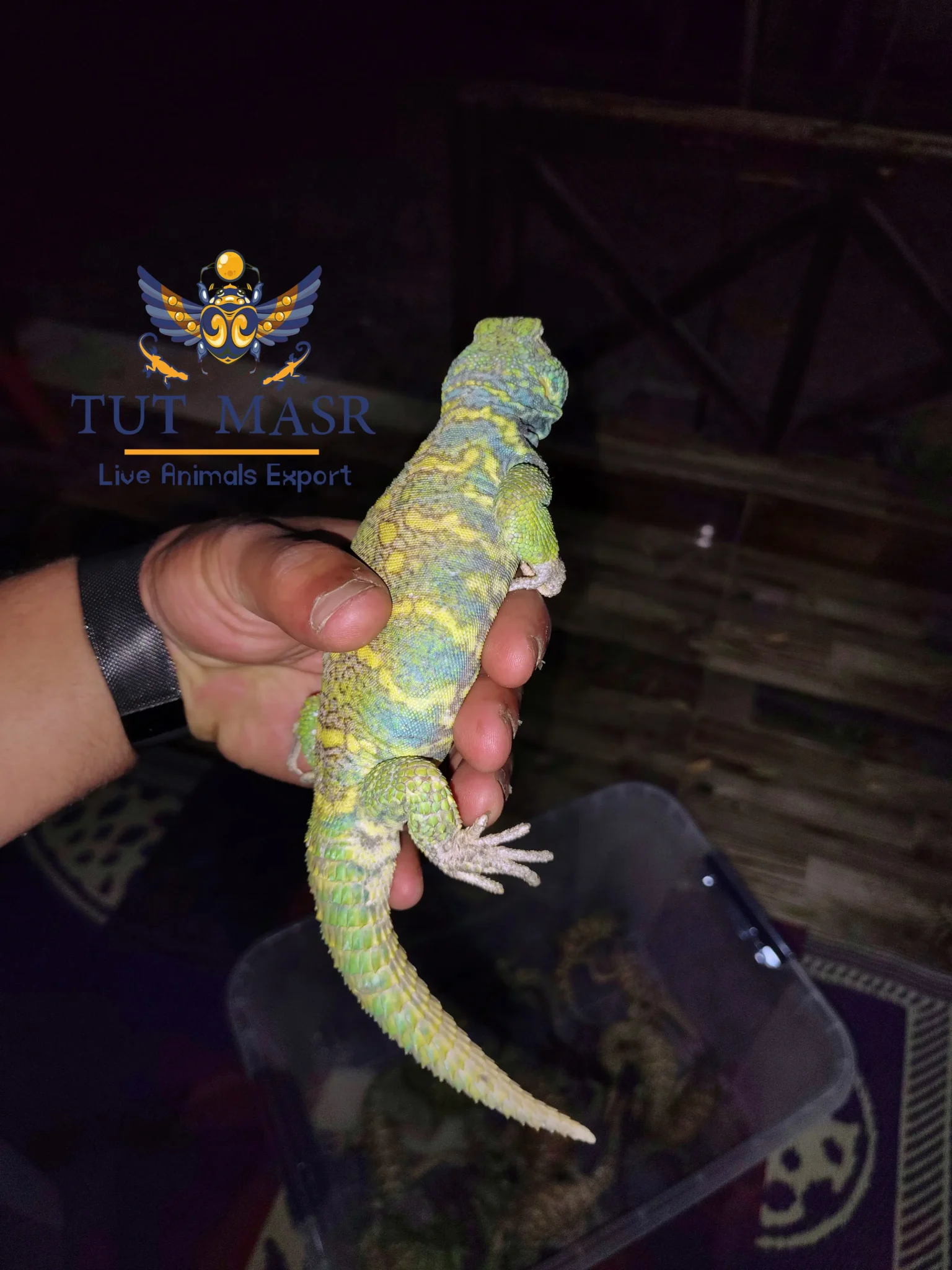 The Uromastyx Ornata, also known as the Ornate Spiny-Tailed Lizard - Uromastyx Ornata - Uromastyx Ornata Exporter - ضب سينا الملون - ضبوب للتصدير - ضب مصري ملون - ضب ملون - ضب للتصدير - تصدير زواحف - تصدير زواحف سايتس - CITES - CITES Exports - Exporting CITES - Uromastyx Ornata Exporter -