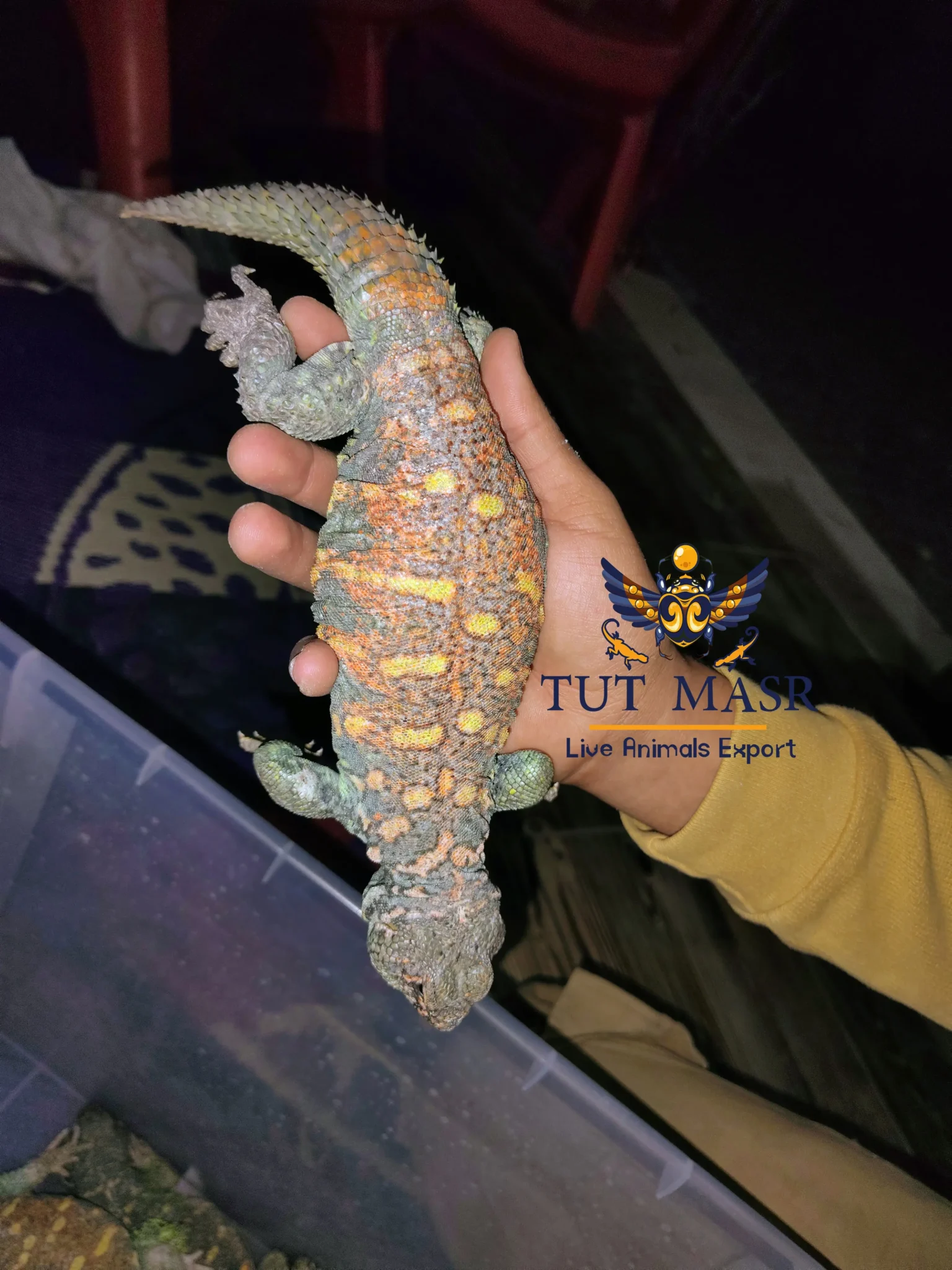 The Uromastyx Ornata, also known as the Ornate Spiny-Tailed Lizard - Uromastyx Ornata - Uromastyx Ornata Exporter - ضب سينا الملون - ضبوب للتصدير - ضب مصري ملون - ضب ملون - ضب للتصدير - تصدير زواحف - تصدير زواحف سايتس - CITES - CITES Exports - Exporting CITES - Uromastyx Ornata Exporter - Aqabawi Zoo -