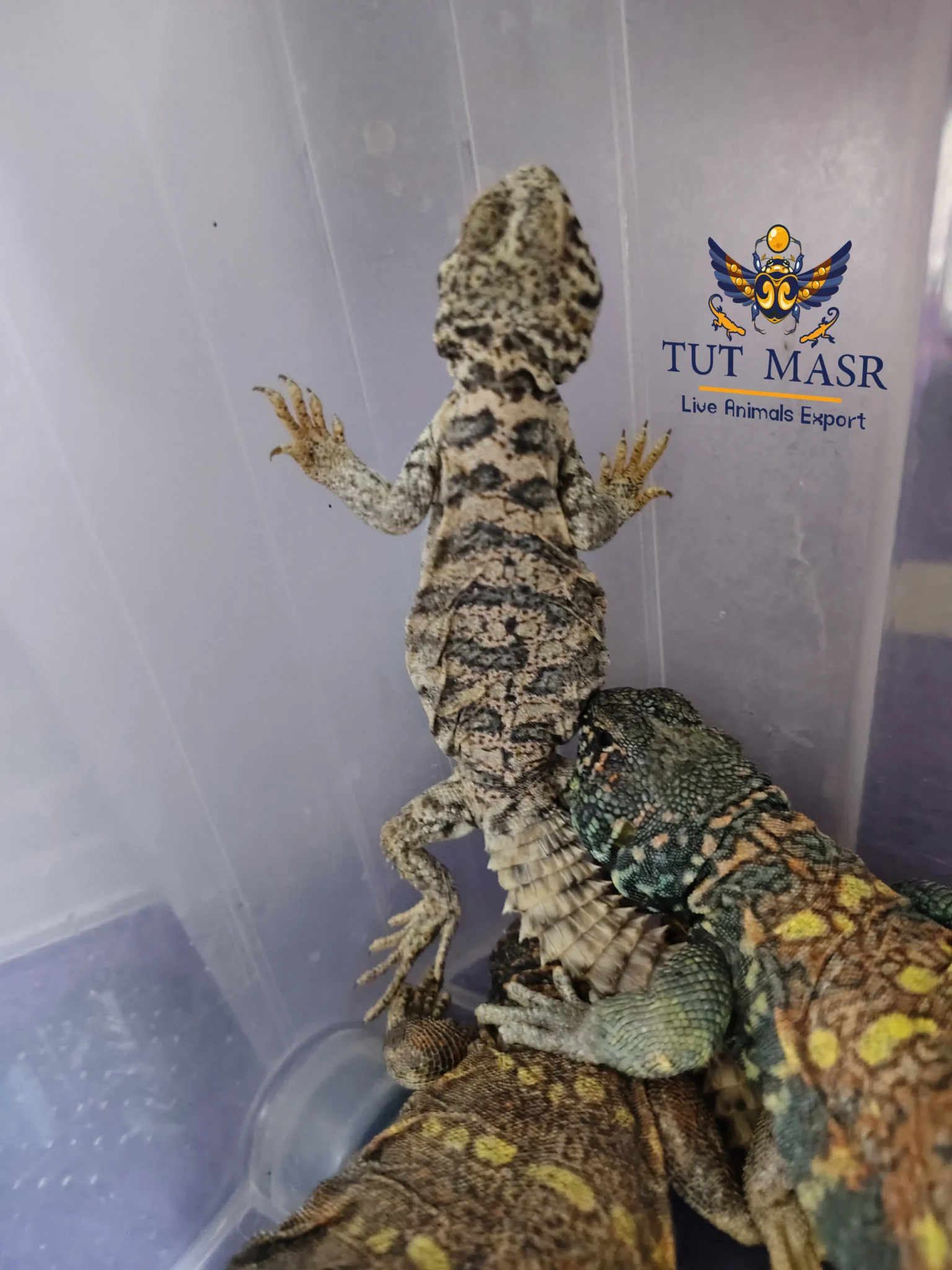 The Uromastyx Ornata, also known as the Ornate Spiny-Tailed Lizard - Uromastyx Ornata - Uromastyx Ornata Exporter - ضب سينا الملون - ضبوب للتصدير - ضب مصري ملون - ضب ملون - ضب للتصدير - تصدير زواحف - تصدير زواحف سايتس - CITES - CITES Exports - Exporting CITES - Uromastyx Ornata Exporter -