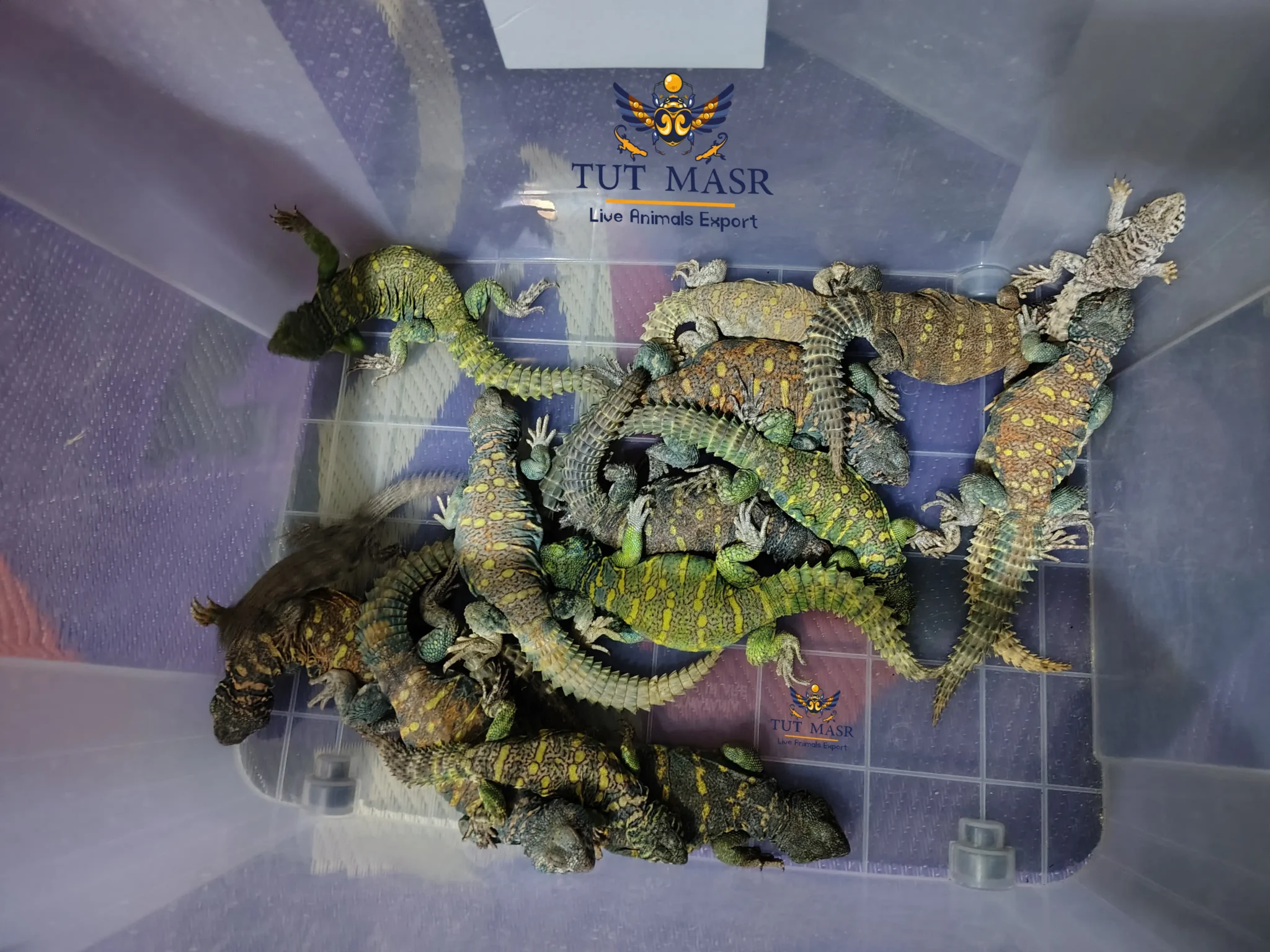 The Uromastyx Ornata, also known as the Ornate Spiny-Tailed Lizard - Uromastyx Ornata - Uromastyx Ornata Exporter - ضب سينا الملون - ضبوب للتصدير - ضب مصري ملون - ضب ملون - ضب للتصدير - تصدير زواحف - تصدير زواحف سايتس - CITES - CITES Exports - Exporting CITES - Uromastyx Ornata Exporter -